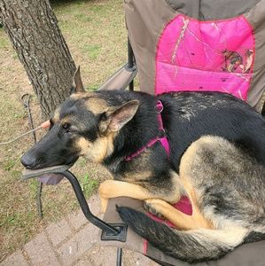 Meet your Posher, Cricket